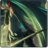 avatar akiss