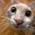 avatar asz