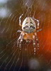avatar barteczek451