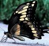 avatar darkbutterfly