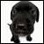 avatar dragoo