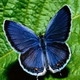 avatar gram23