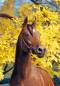 avatar horses94