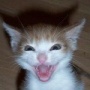 avatar igorek3