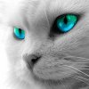 avatar juka