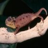 avatar kameleon98
