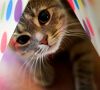 avatar kattin