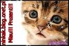 avatar kittykociaczek1