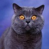 avatar marcepan11