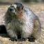 avatar marmot94