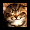 avatar menka995