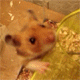 avatar mortius
