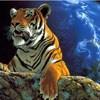 avatar mysia233