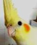 avatar paputek235