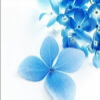 avatar paullinkaaa