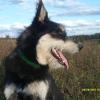 avatar puppys07