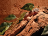 avatar raxene