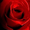 avatar rose765