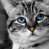 avatar selenka757