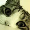 avatar serigala