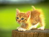 avatar siwa12345
