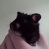 avatar stina