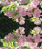 avatar syska11
