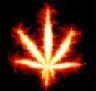 avatar wiss500
